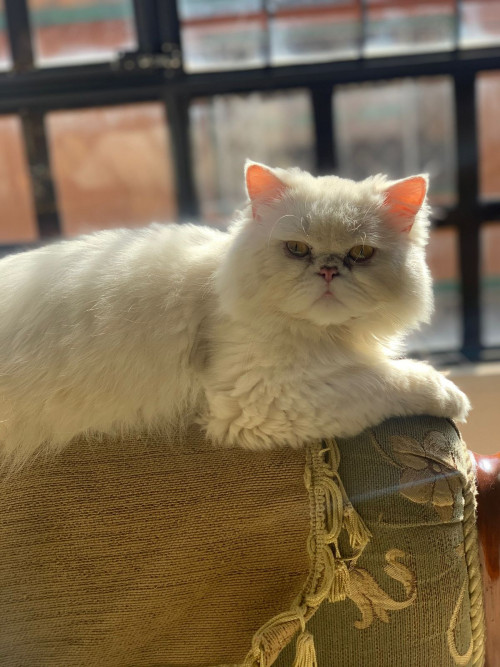 Maiki