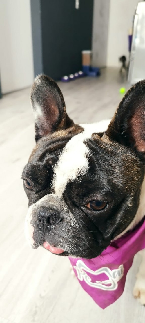 Bruno