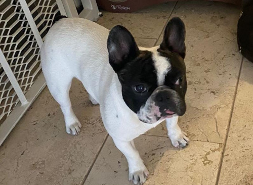 Bruno