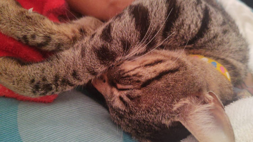 Mishu