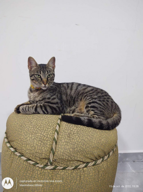Mishu