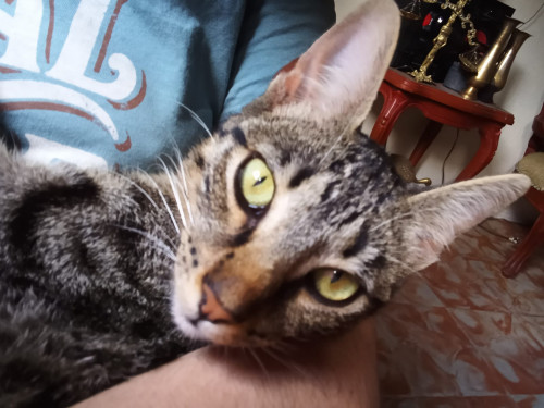 Mishu