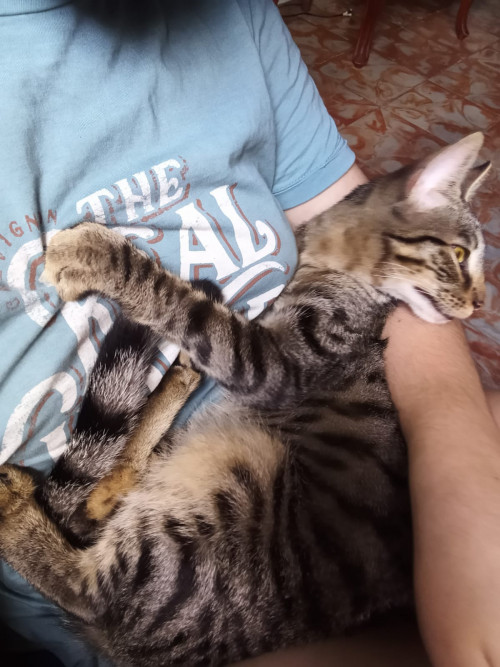 Mishu