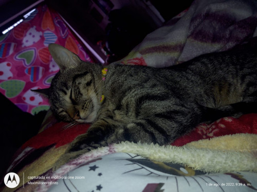 Mishu