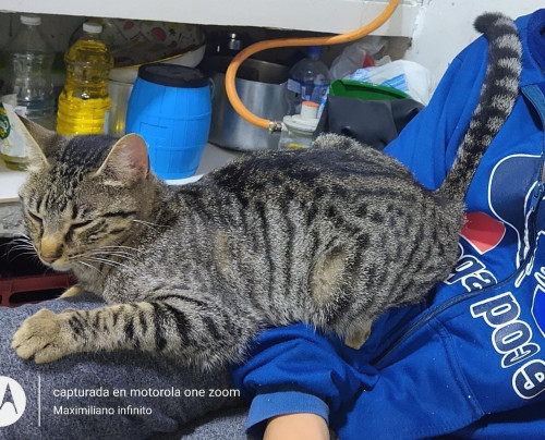 Mishu