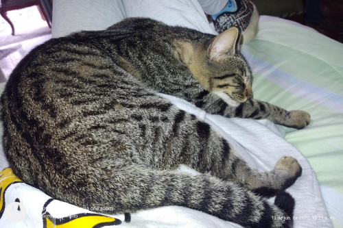 Mishu