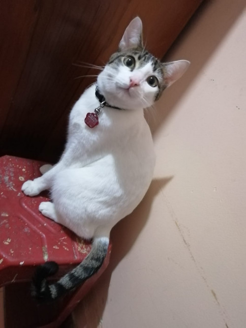 Orión