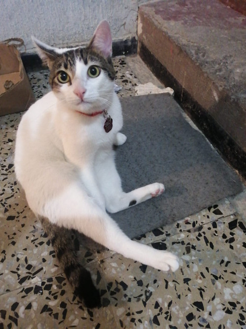 Orión