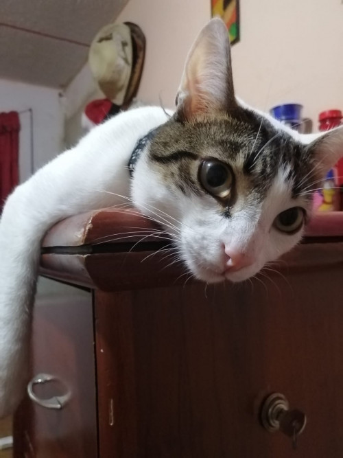 Orión