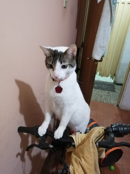Orión