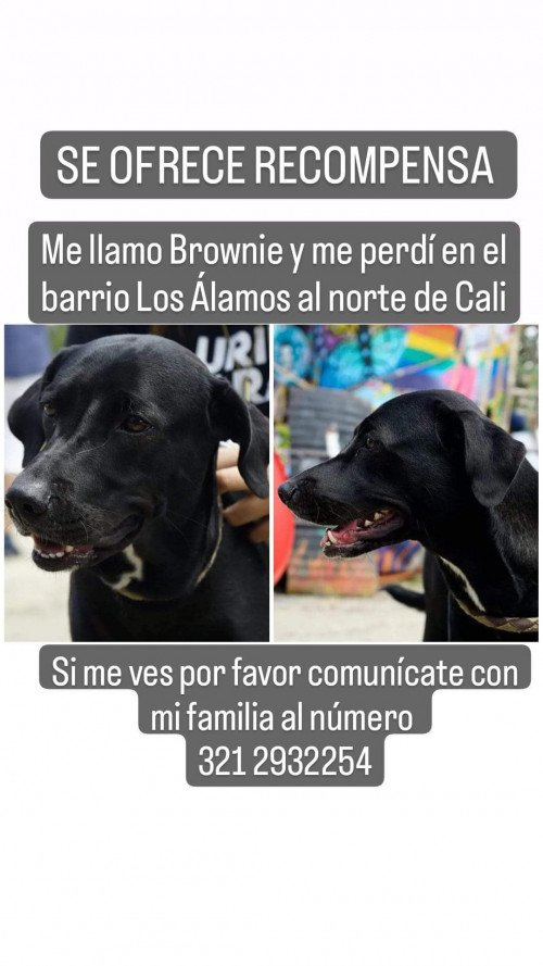 Brownie