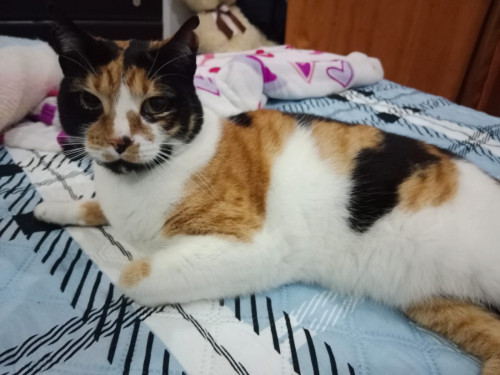 Paca