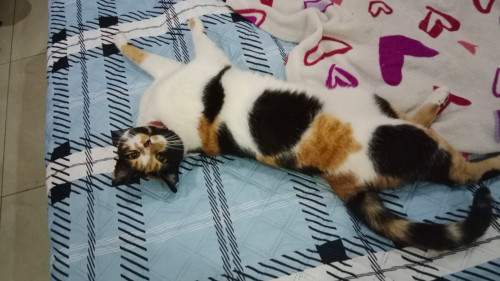 Paca