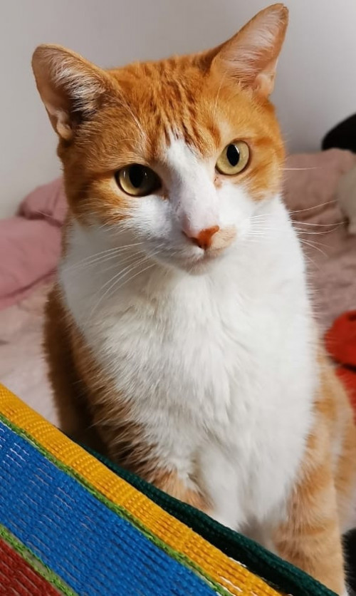 Bruno