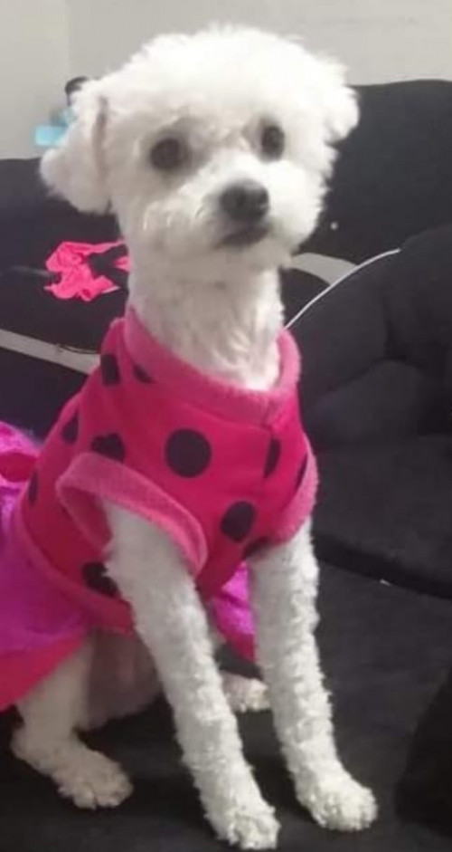 Chiquitina
