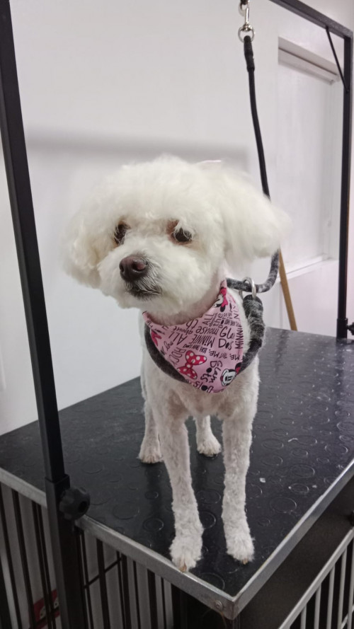 Chiquitina