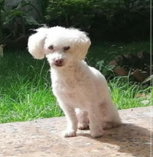 Lulú