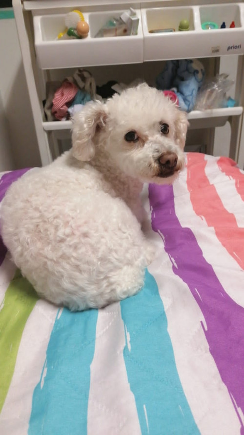Lulú