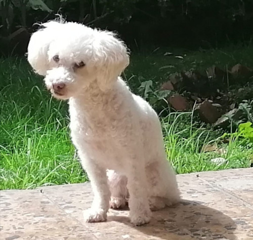Lulú
