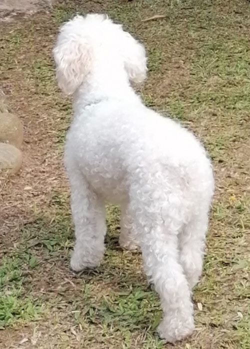 Lulú