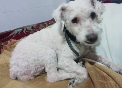 Lulú