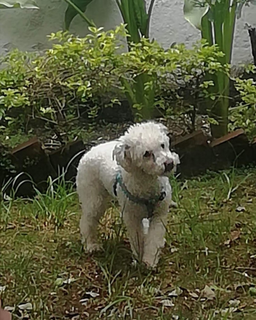 Lulú