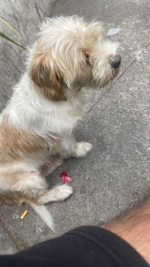 Gus