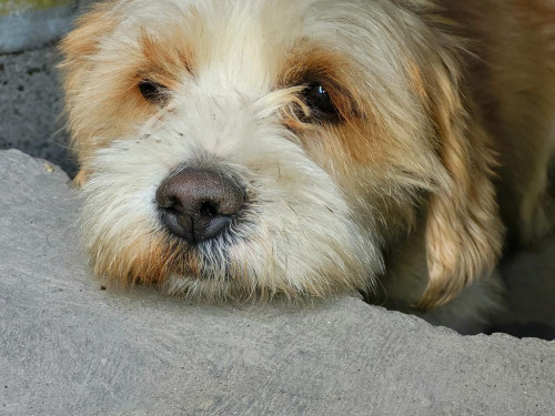 Gus