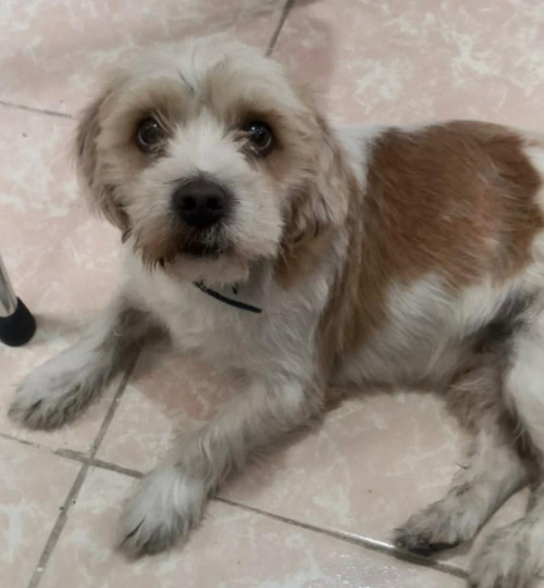 Gus