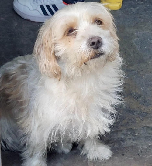 Gus