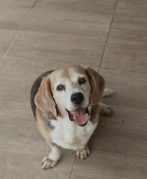 Manolo