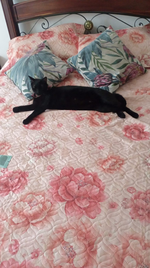 Tachalla