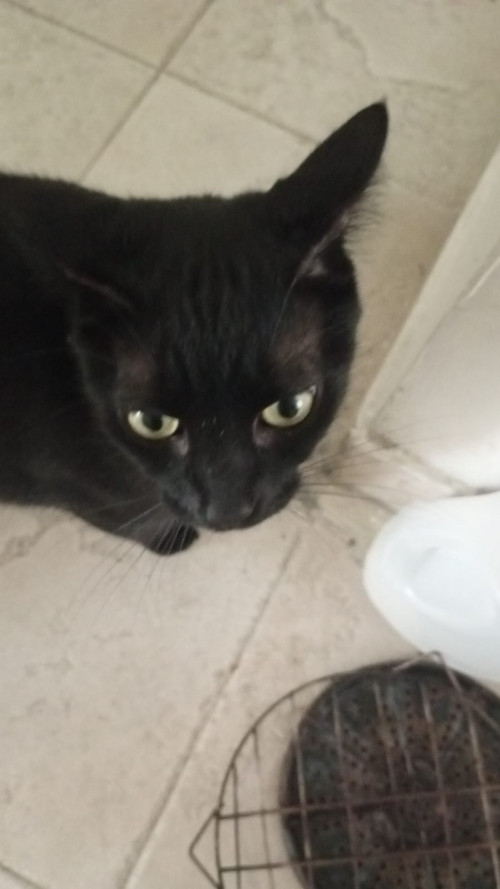 Tachalla