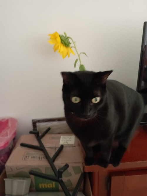 Tachalla