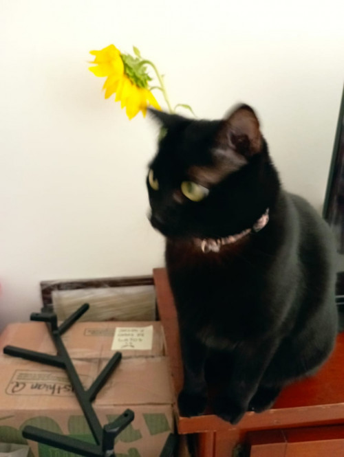Tachalla