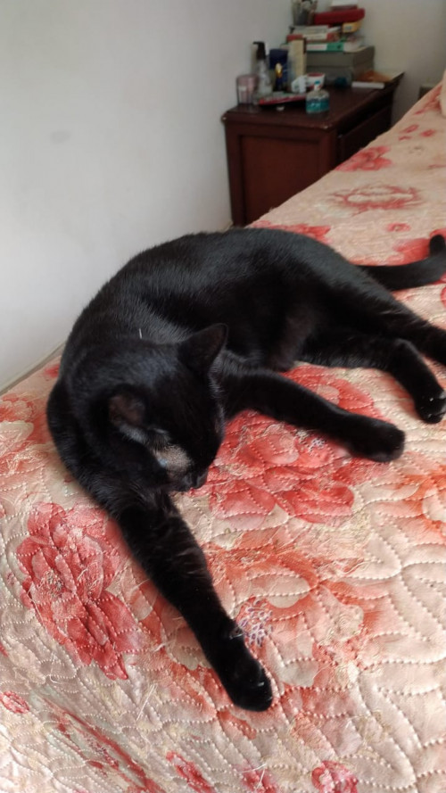 Tachalla