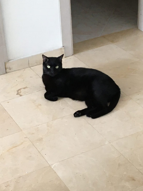 Tachalla