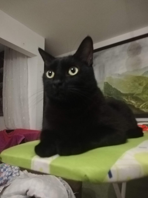 Tachalla