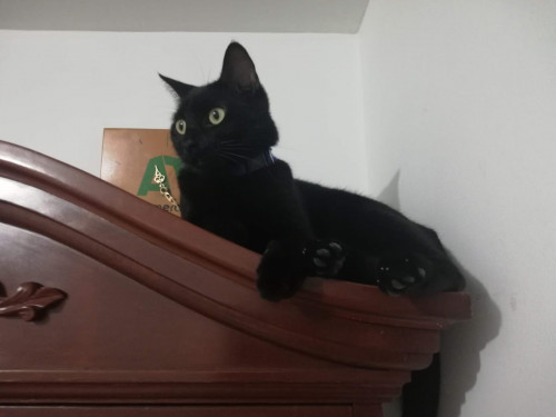 Tachalla