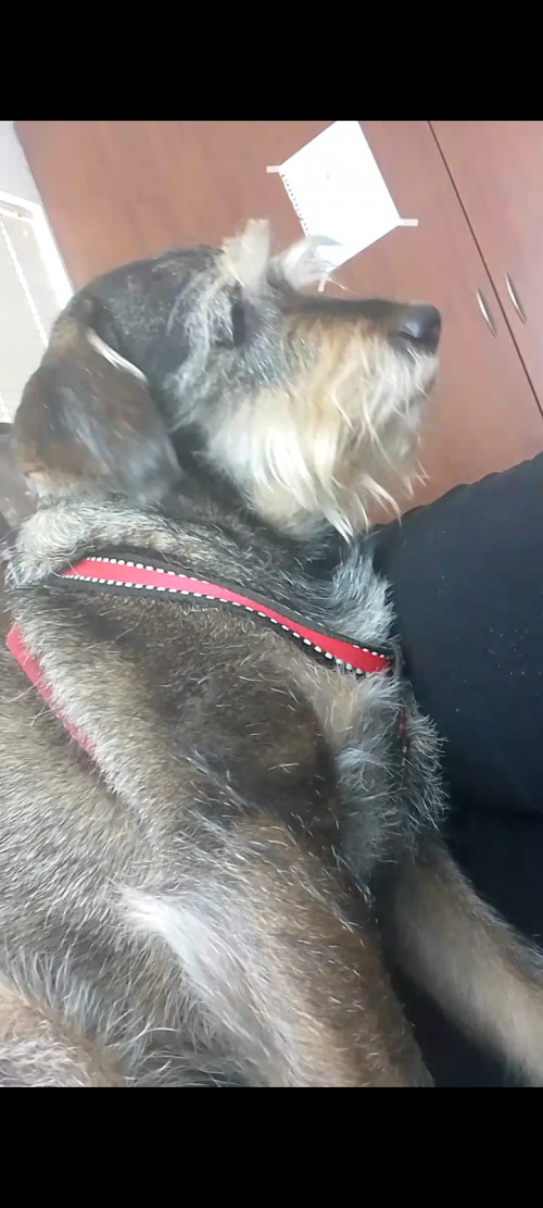 Tomas