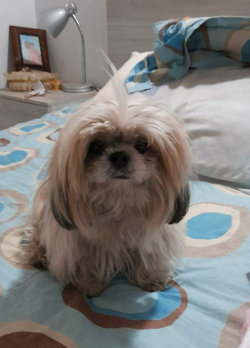 Dulce