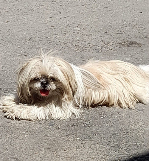 Dulce