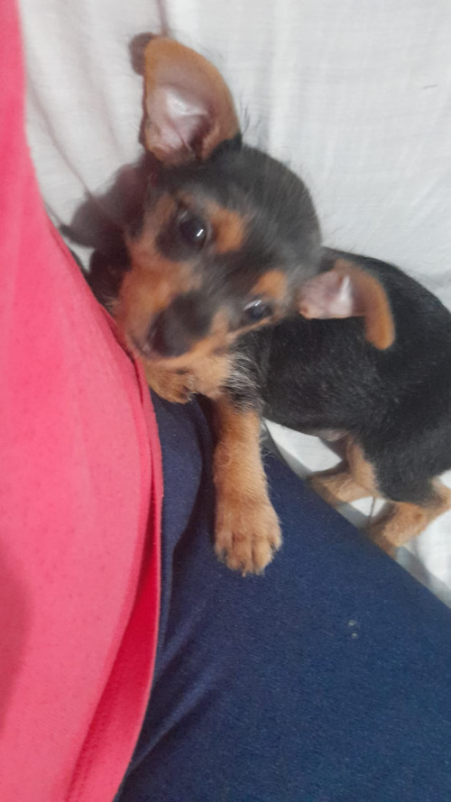 Pili