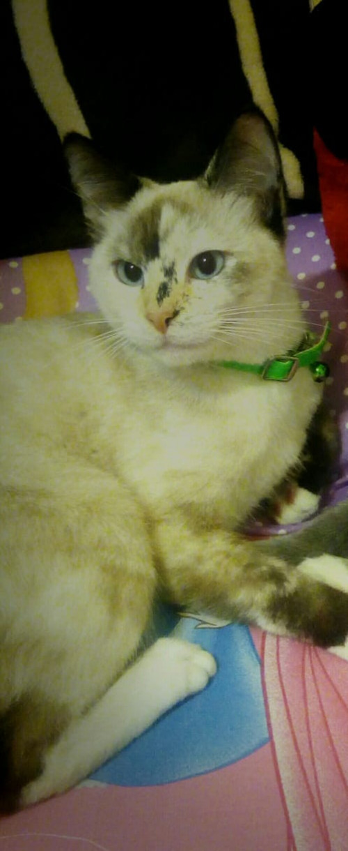 Bianca