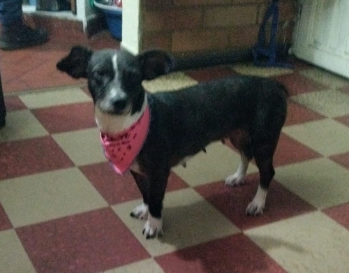 Muñeca
