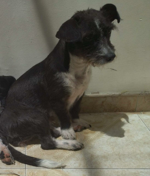 Muñeca