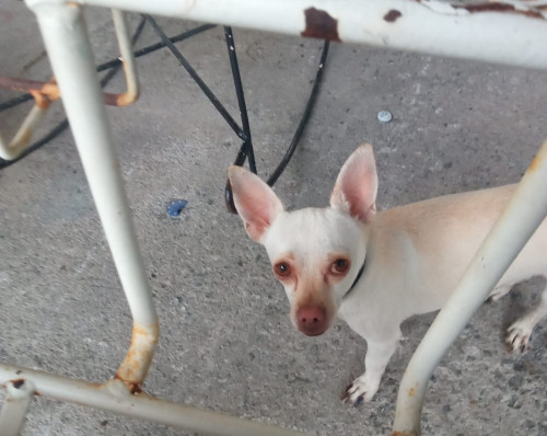 Copito