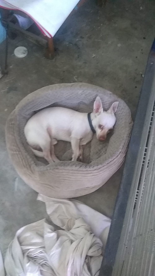Copito