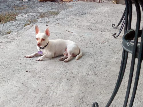 Copito