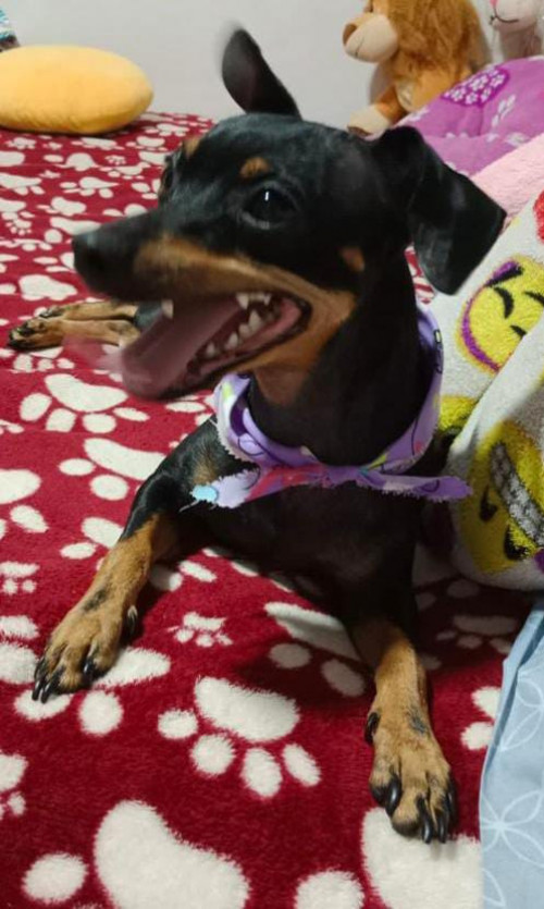 Milu